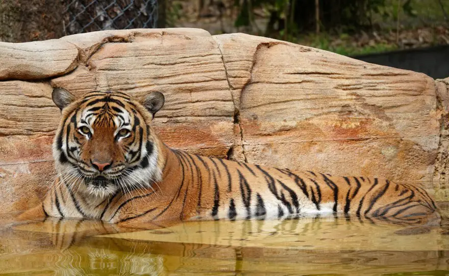After assaulting a man who stuck his arm in the enclosure, a tiger at the Naples Zoo was shot