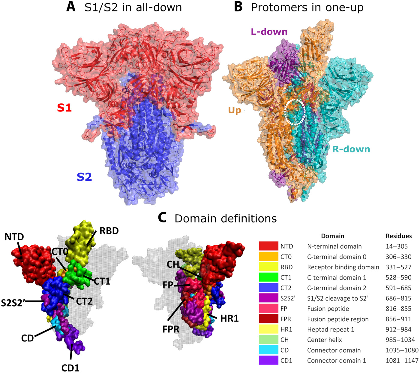 Human Receptor Structure And Omicron Variant
