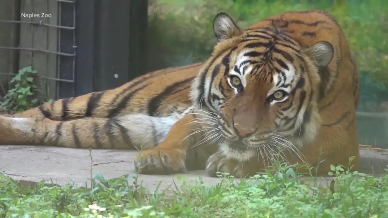 Naples Zoo Brutal Attack By Tiger