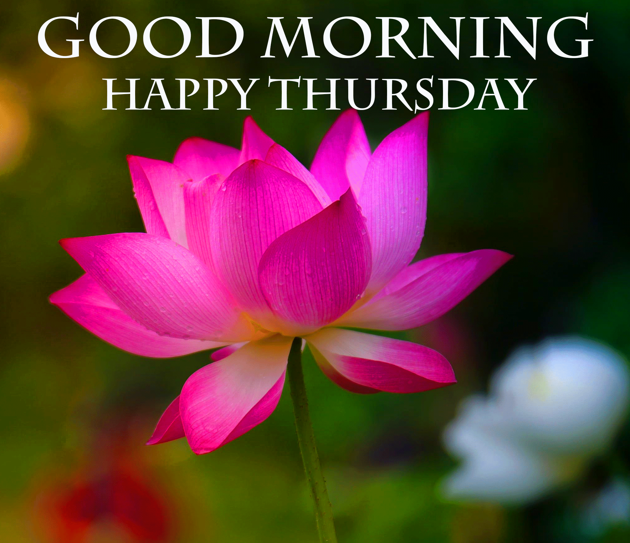 Good Morning Happy Thursday Images, Memes, Quotes, Blessings