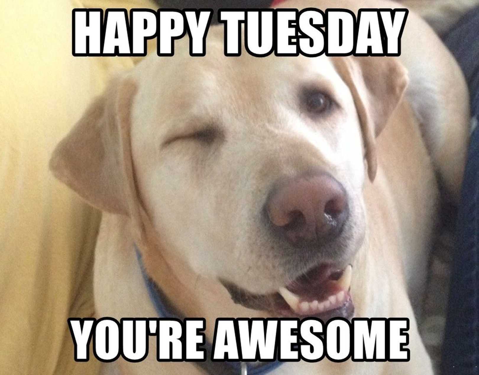 Happy Tuesday Memes