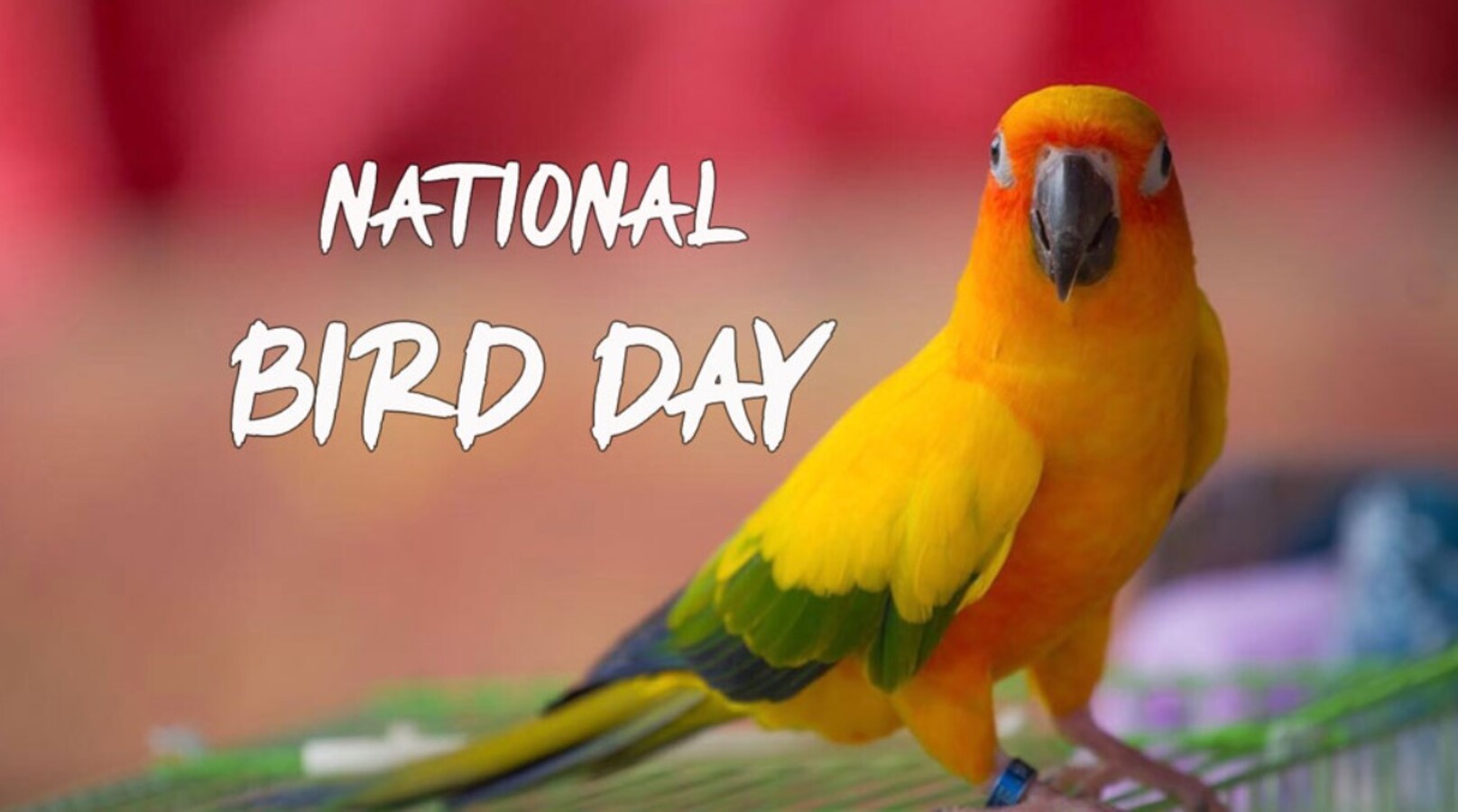 National Bird Day 2022