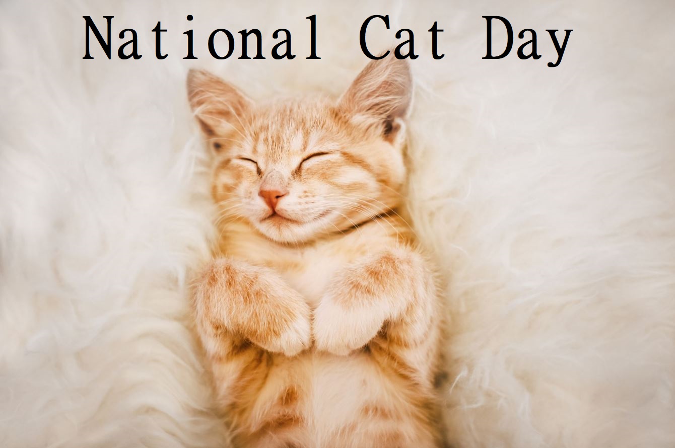 National Cat Day 2022