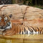 After assaulting a man who stuck his arm in the enclosure, a tiger at the Naples Zoo was shot