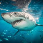 In Morro Bay, a surfer who rescued a shark bite victim from the ocean tells his story