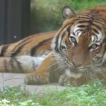 Naples Zoo Brutal Attack By Tiger