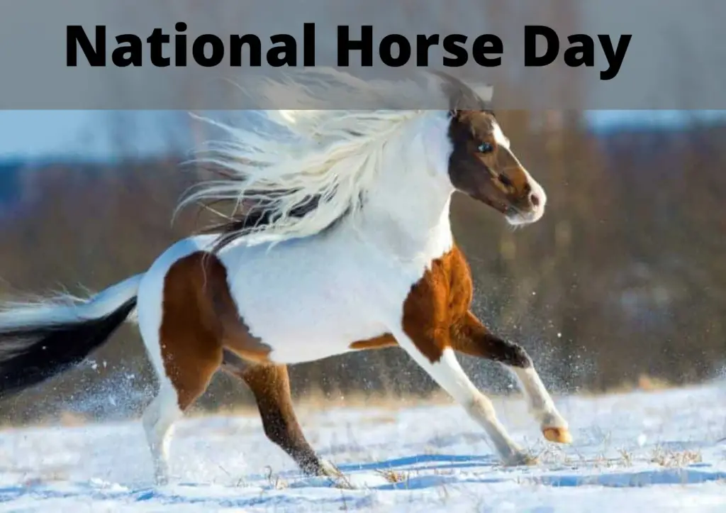 National horse day (National horse day 2021)
