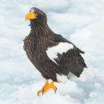 Steller Sea Eagle In Massachusetts