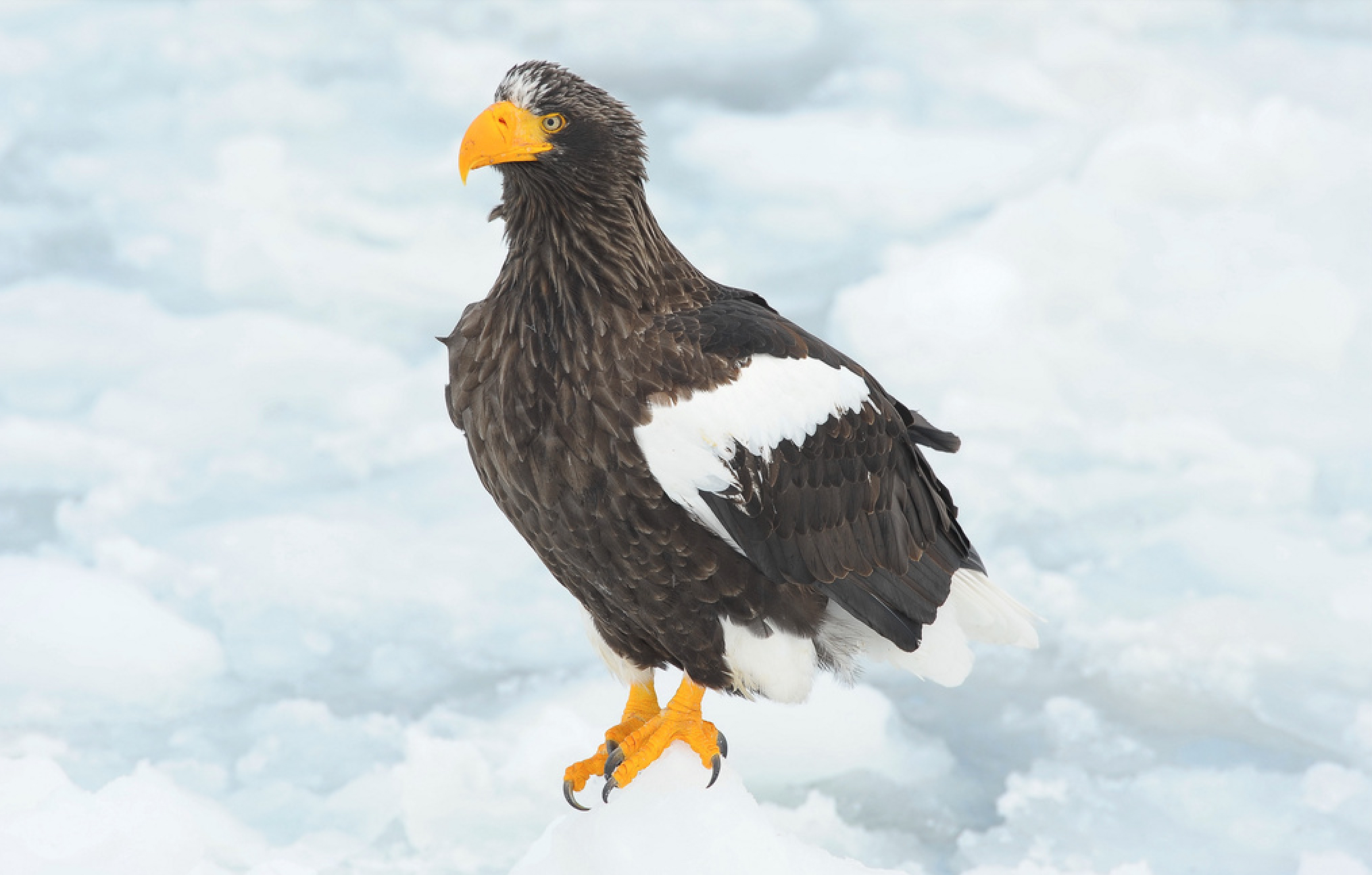 Steller Sea Eagle In Massachusetts