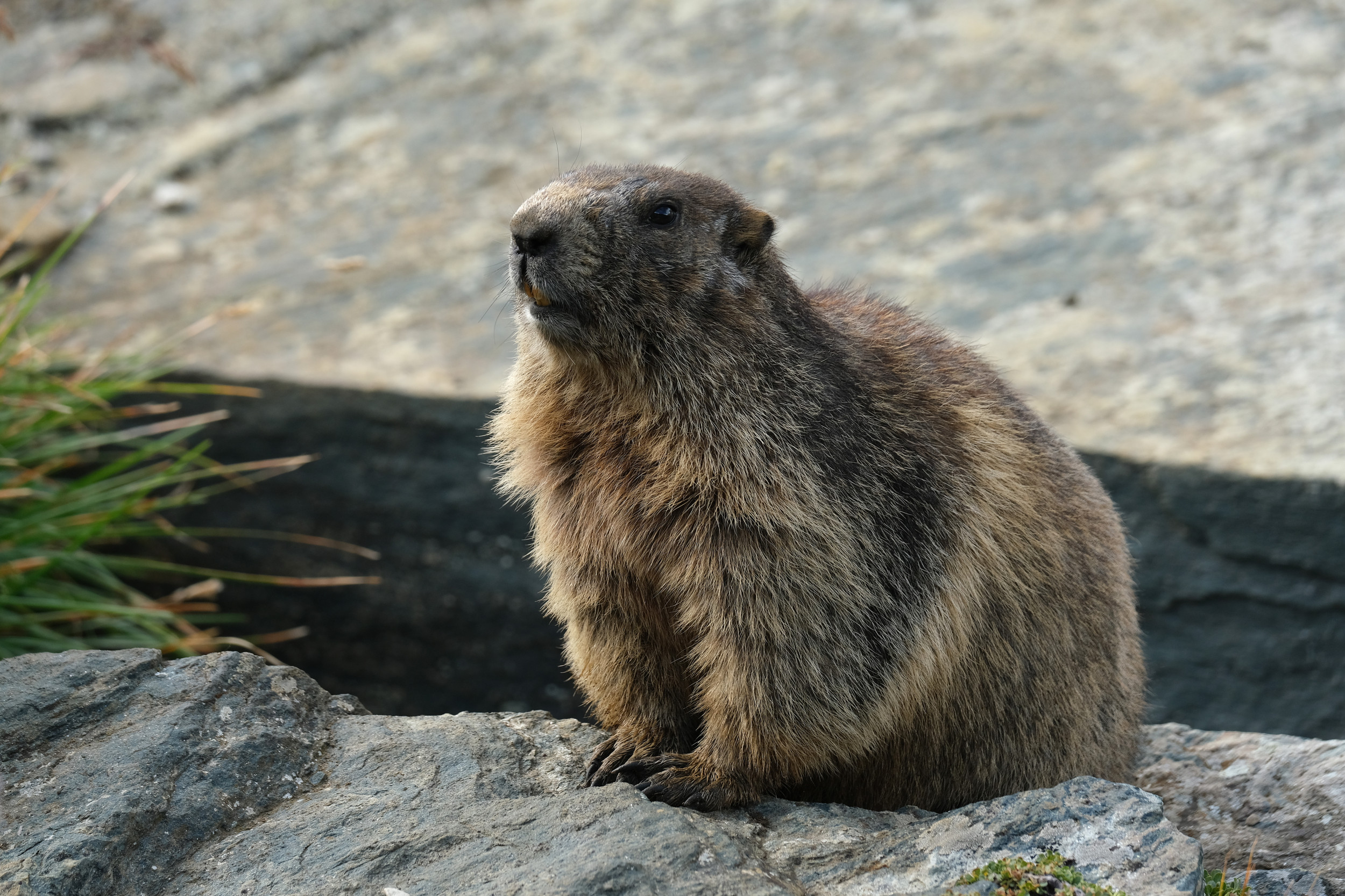 Groundhog Day History