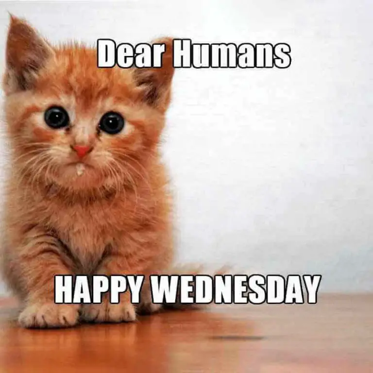 Happy Wednesday Meme 1 768x768 