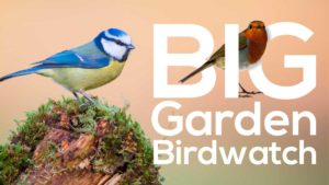 Big Garden Birdwatch