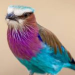 cropped-2022-National-Bird-Day.jpg