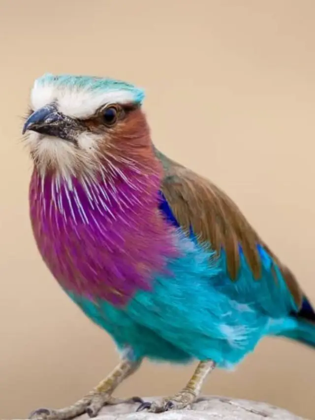National Bird Day 2022