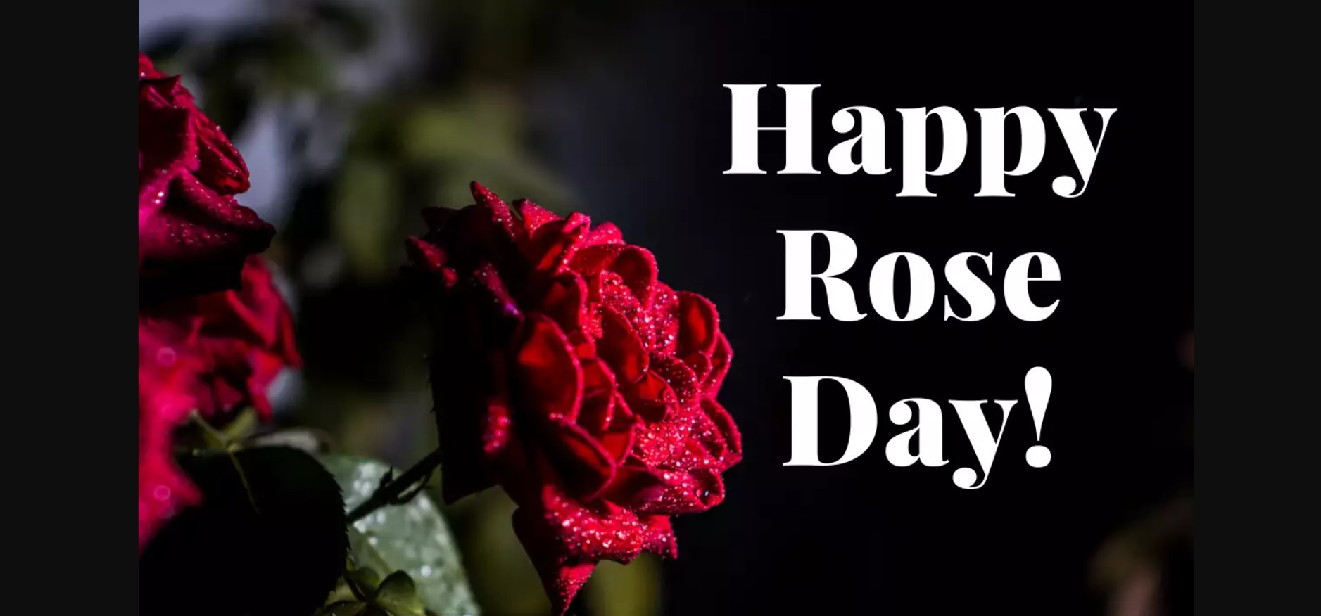 Happy Rose Day 2022 Images, Photos, Wishes