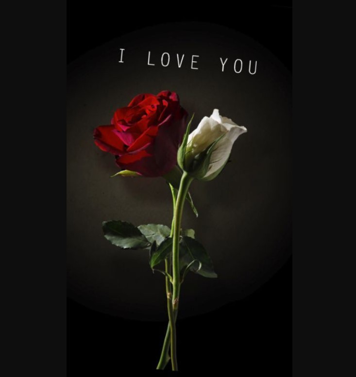 Happy Rose Day 2022 Images, Photos, Wishes - WHYD