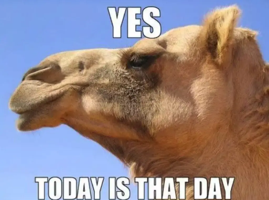 Happy Hump Day Memes Quotes Camel Images