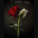 cropped-Happy-Rose-Day-Photos.jpg