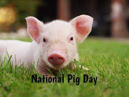 National Pig Day