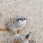 The Dominance of Animal GIFs on Social Media