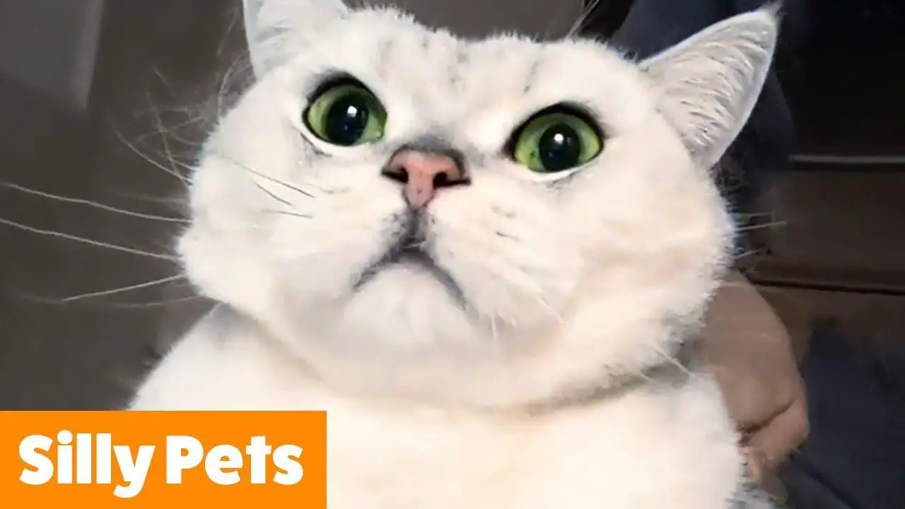 Guffaw Guaranteed: Top Laugh-Out-Loud GIFs for Social Sharing