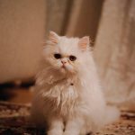 The Enduring Allure of Adorable Cat GIFs: An Investigation